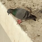 Pigeon_sitting_with_eyes_closed